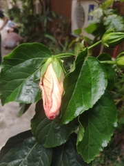 Hibiscus rosa-sinensis