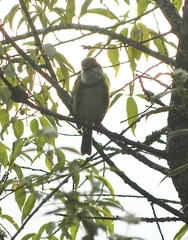 Vireolanius melitophrys