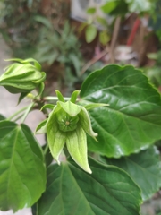 Hibiscus rosa-sinensis