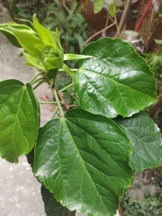 Hibiscus rosa-sinensis