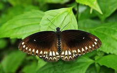 Papilio dravidarum