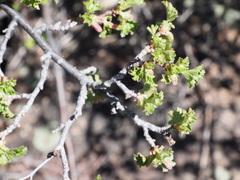 Ribes cereum