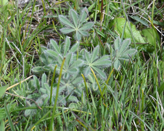 Lupinus densiflorus densiflorus