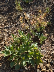 Lomatium lucidum
