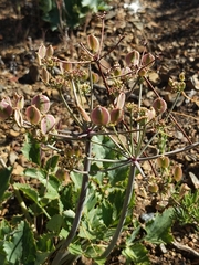 Lomatium lucidum