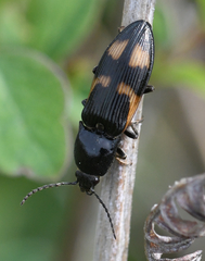 Selatosomus suckleyi