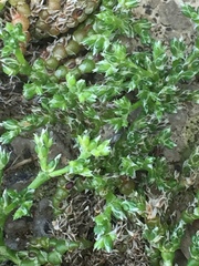 Polycarpaea balfourii