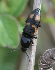 Selatosomus suckleyi