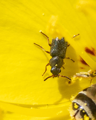 Eschatocrepis constrictus