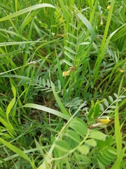Vicia grandiflora