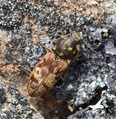 Prosternon bombycinum