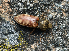 Prosternon bombycinum
