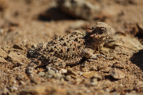San Diego Horned Lizard, Phrynosoma blainvillii