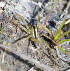Pardosa distincta