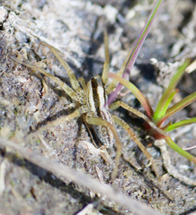 Pardosa distincta