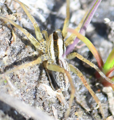 Pardosa distincta
