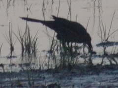 Quiscalus mexicanus
