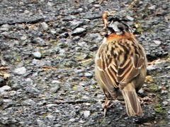 Zonotrichia capensis