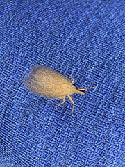 Rentinus dilatatus
