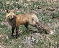 Vulpes vulpes