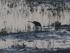 Quiscalus mexicanus