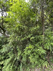 Quercus salicina
