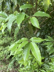 Quercus salicina