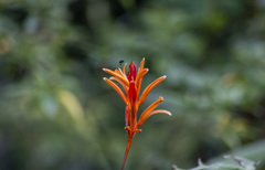 Heliconia psittacorum