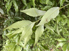 Quercus salicina