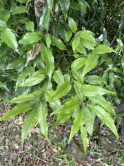 Quercus salicina
