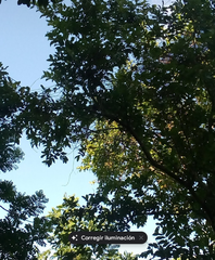 Melicoccus bijugatus