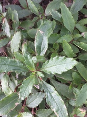 Forsskaolea