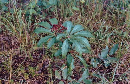 Cyphostemma princeae
