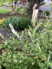 Salix integra