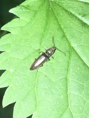 Proludius protractus