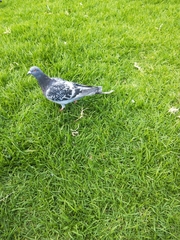 Columba livia domestica