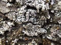 Physconia americana