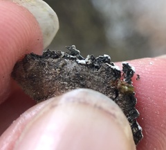 Physconia americana