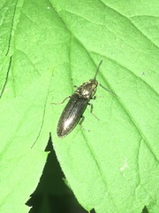 Proludius protractus