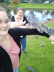 Columba livia domestica