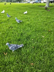 Columba livia domestica