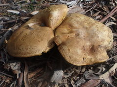 Phylloporus clelandii