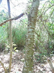 Erythrina poeppigiana