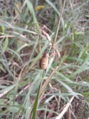 Eugnathus distinctus