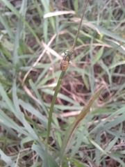 Eugnathus distinctus