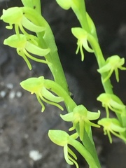 Habenaria tridactylites