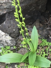 Habenaria tridactylites