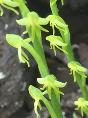 Habenaria tridactylites