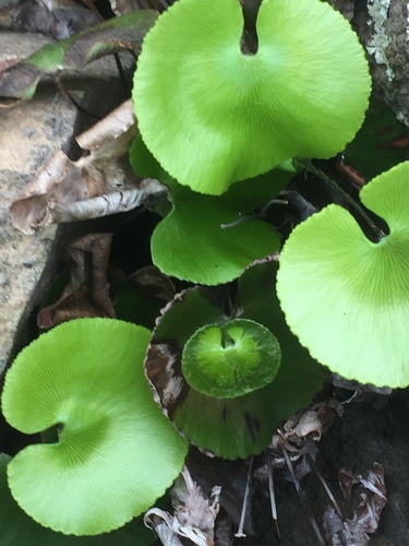 Adiantum reniforme image