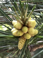Pinus tabuliformis